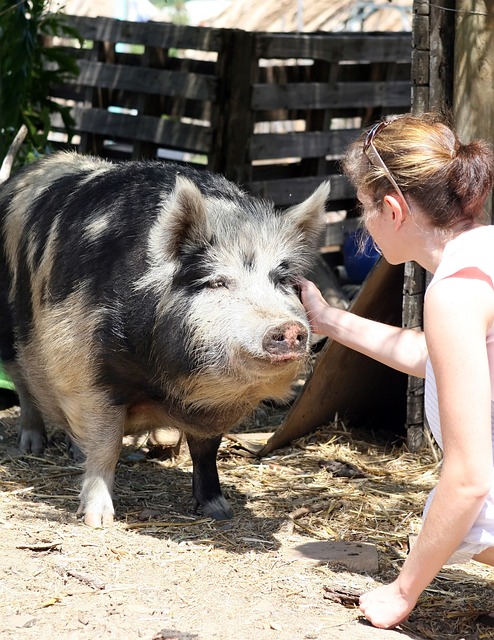animal-1239332_640